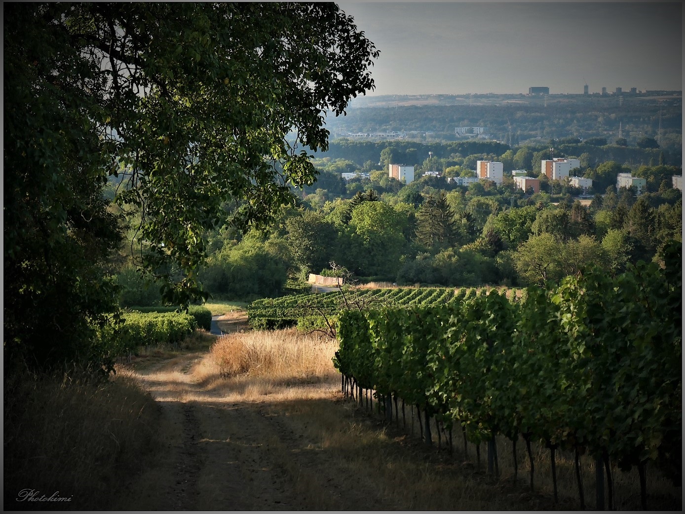 Blick nach Süden über die Weinberge 