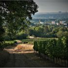 Blick nach Süden über die Weinberge 