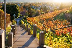 Goldene Weinberge