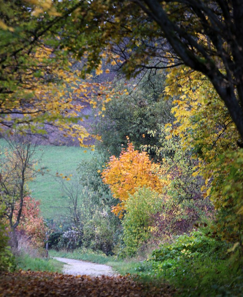 Blick nach vorne Foto & Bild  jahreszeiten, herbst, natur Bilder auf fotocommunity