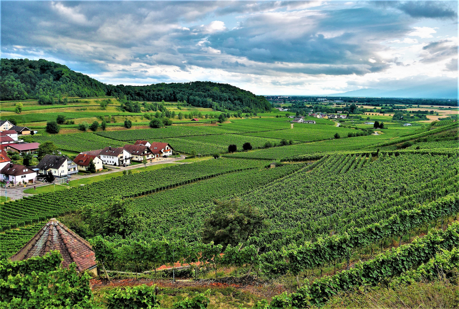 Blick über Achkarren und Breisach bis in die Vogesen 