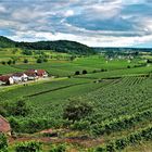 Blick über Achkarren und Breisach bis in die Vogesen 