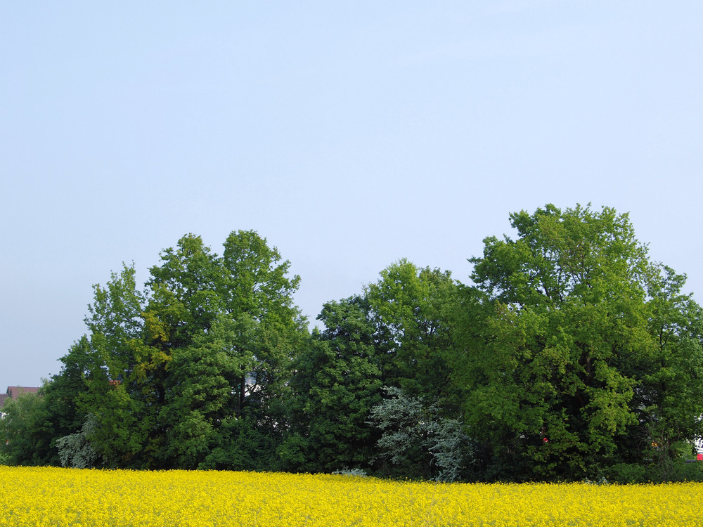 Blick über das Feld