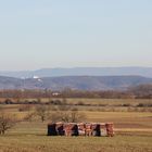 Blick über das Gäu zum Schloss Roseck