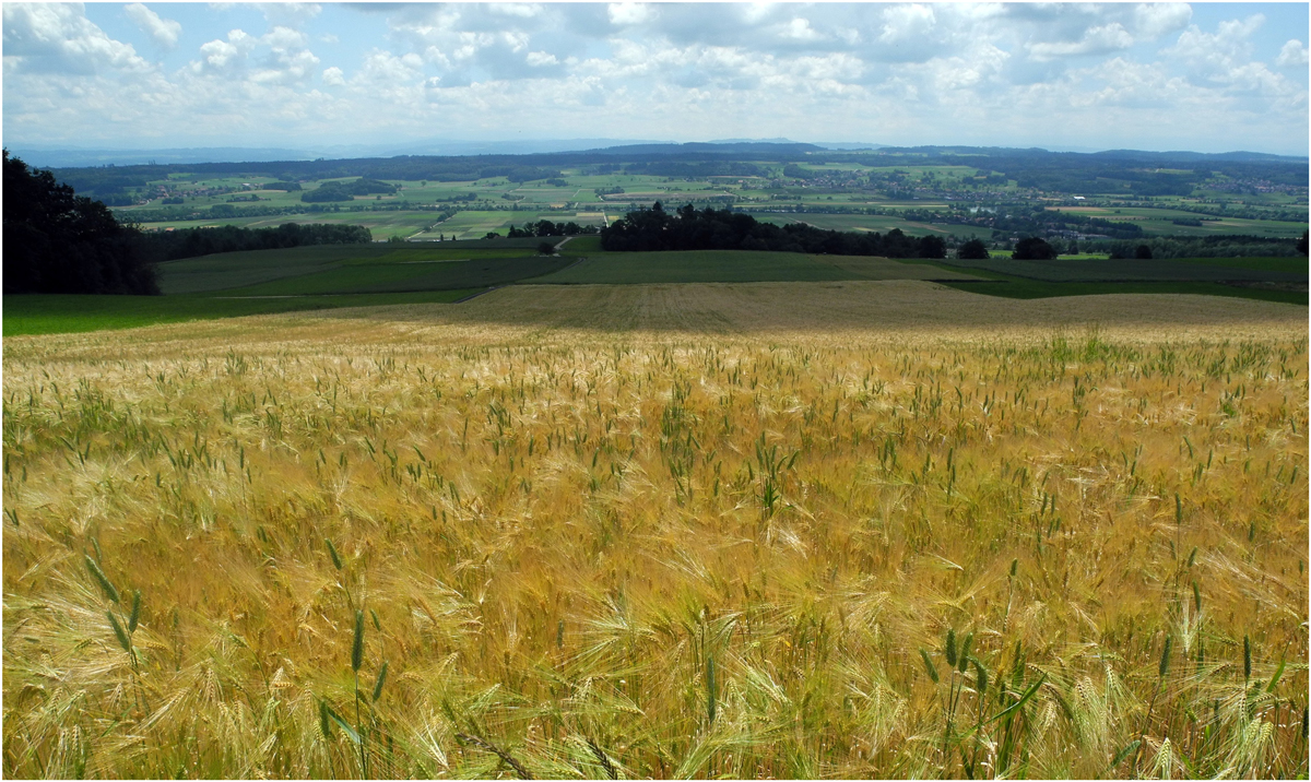 Blick über das Gerstenfeld ins Mittelland