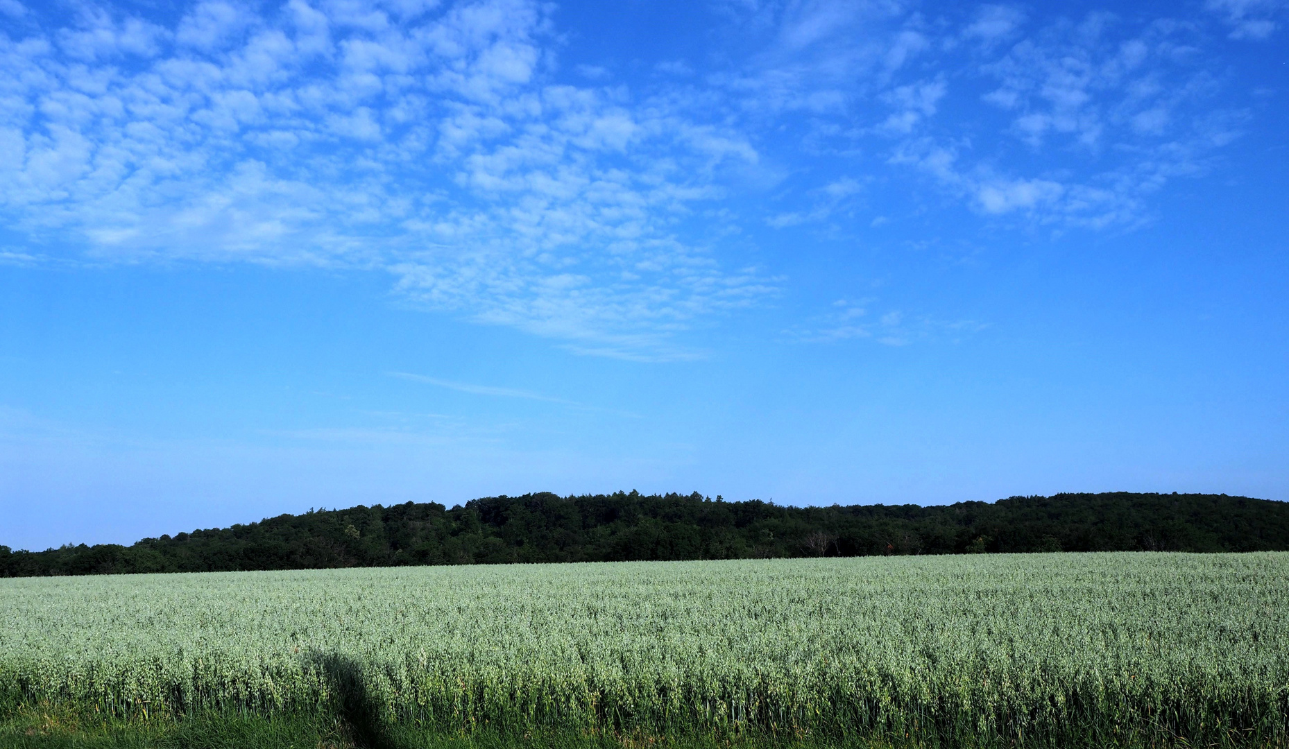 Blick über das Haferfeld