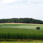 Blick über das Hopfenfeld