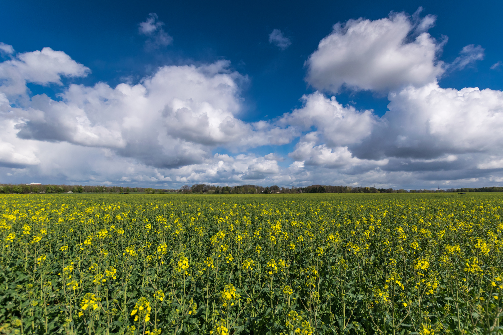 Blick über das Rapsfeld