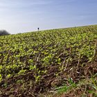 Blick über das Stoppelfeld