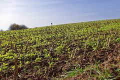 Blick über das Stoppelfeld