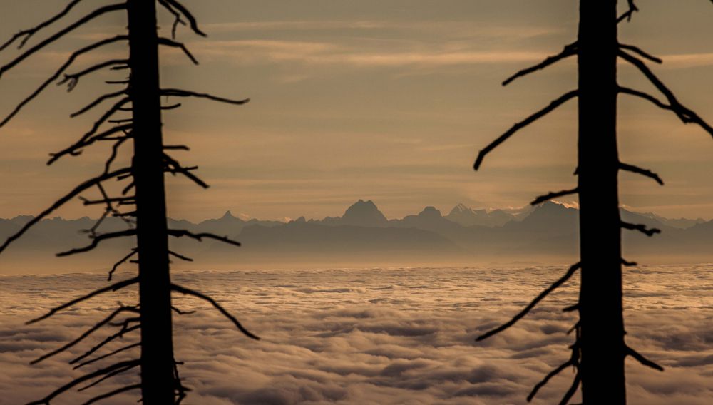 Blick über das Urmeer in die Alpen