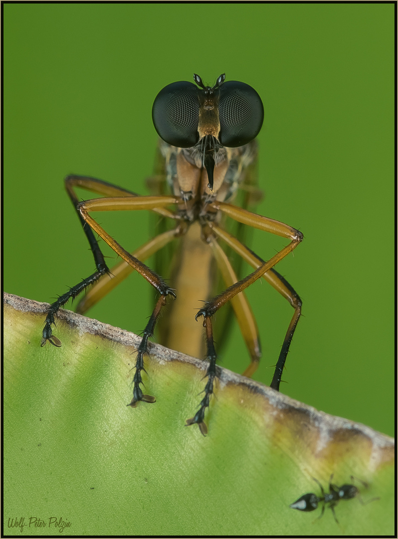 Blick über den Blattrand: Fliege lauert auf Beute (Costa Rica)