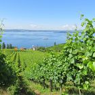 Blick über den Bodensee