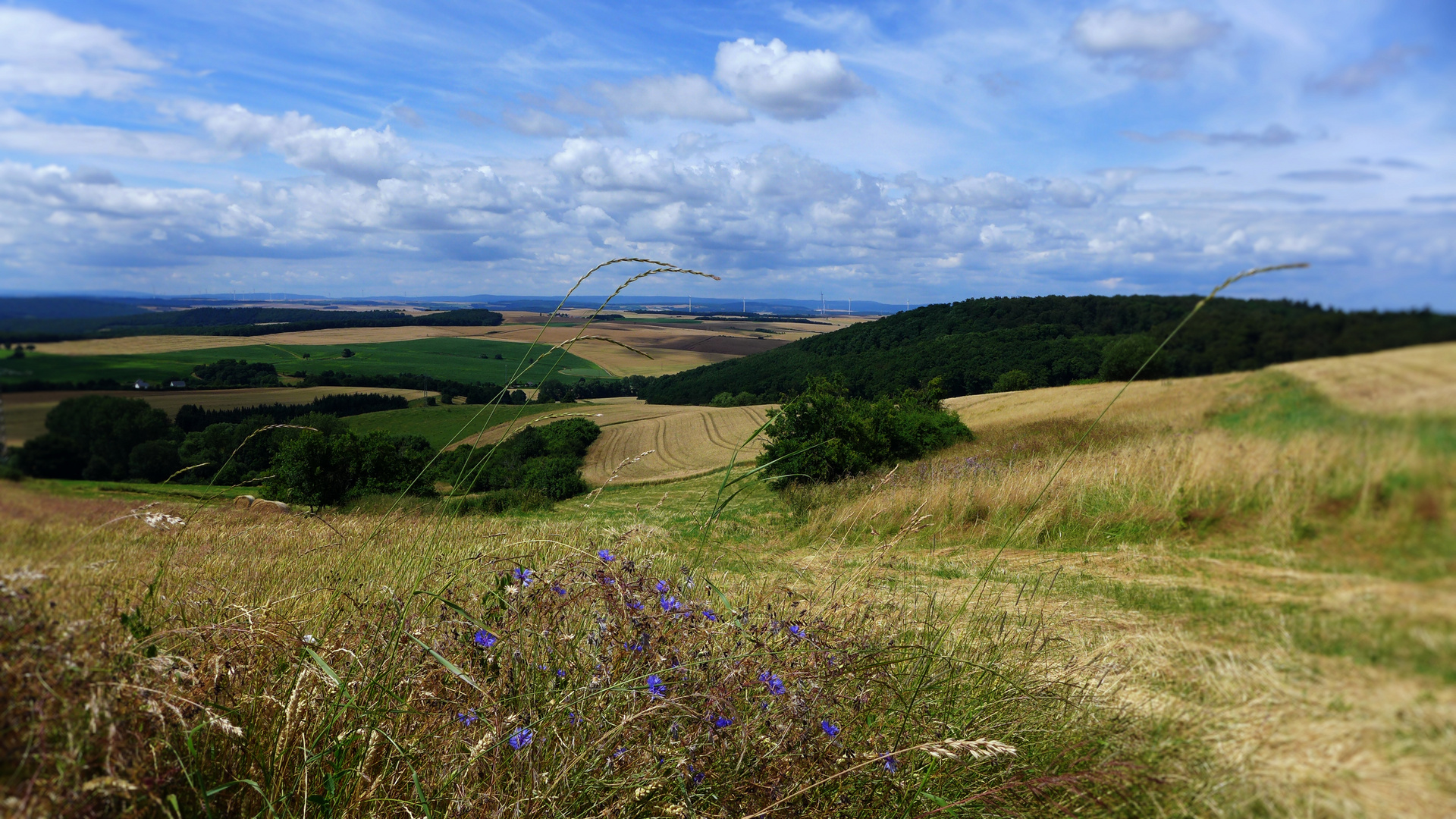 Blick über den Donnersberg...