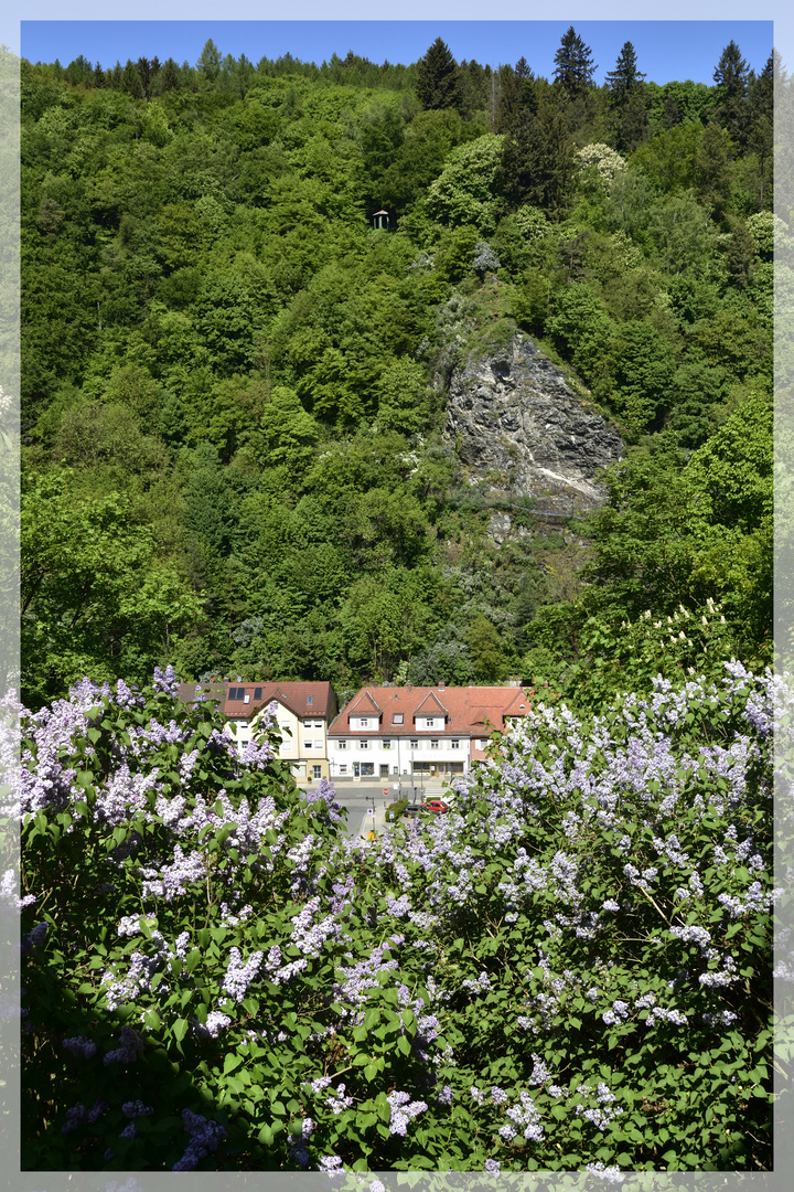 Blick über den Flieder