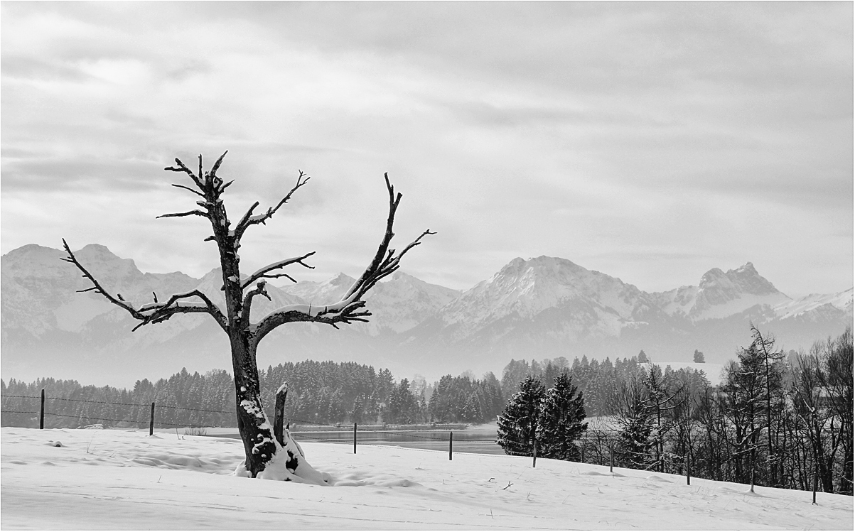 Blick über den Forggensee