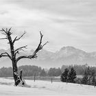 Blick über den Forggensee