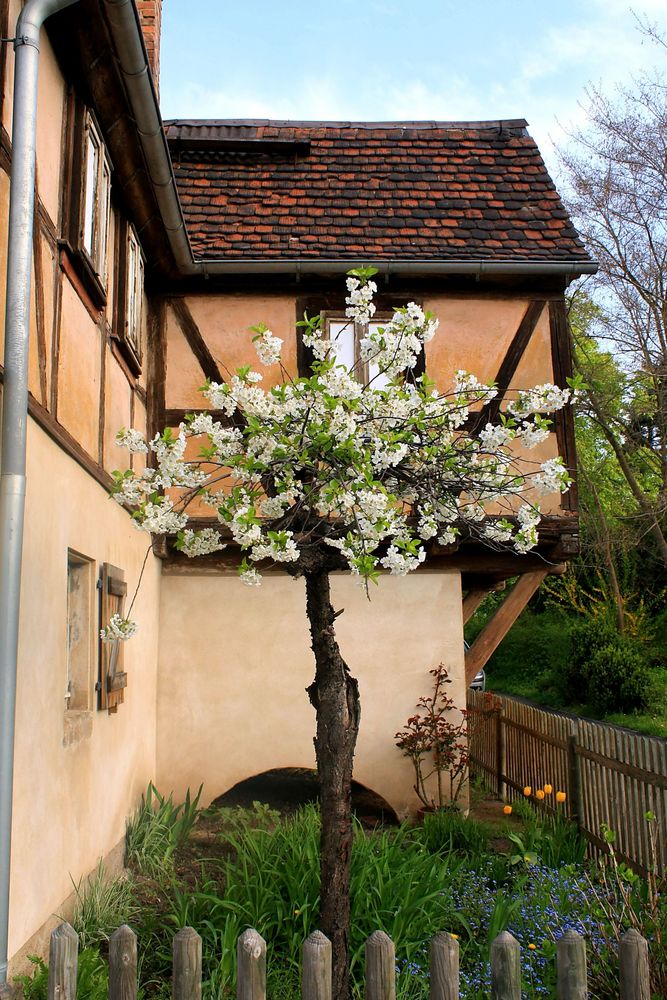 Blick über den Gartenzaun