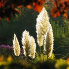 Blick über den Gartenzaun