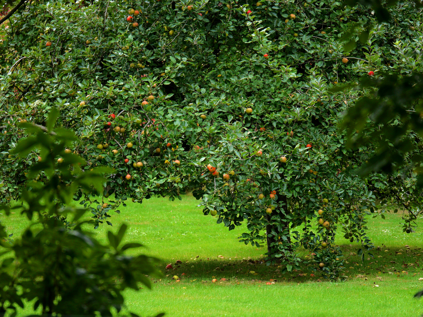 Blick über den Gartenzaun