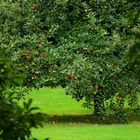 Blick über den Gartenzaun