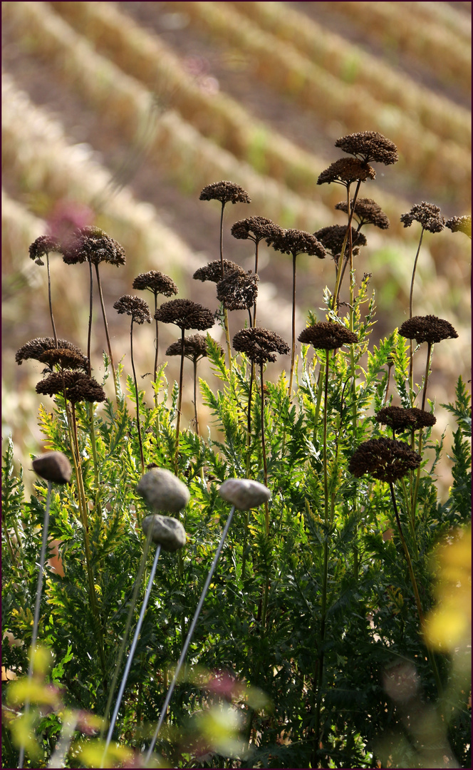 Blick über den Gartenzaun