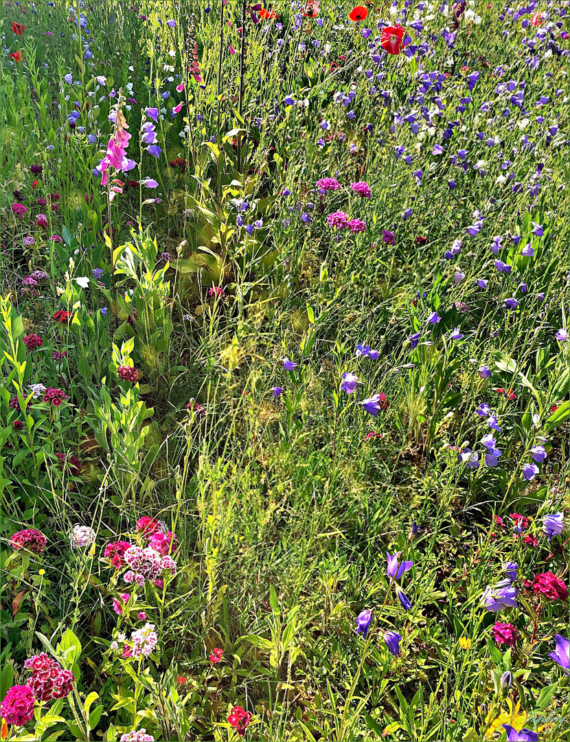 Blick über den Gartenzaun