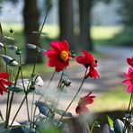 Blick über den Gartenzaun oder warum kommt dort denn keiner