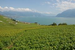 Blick über den Genfer See bei Epesses