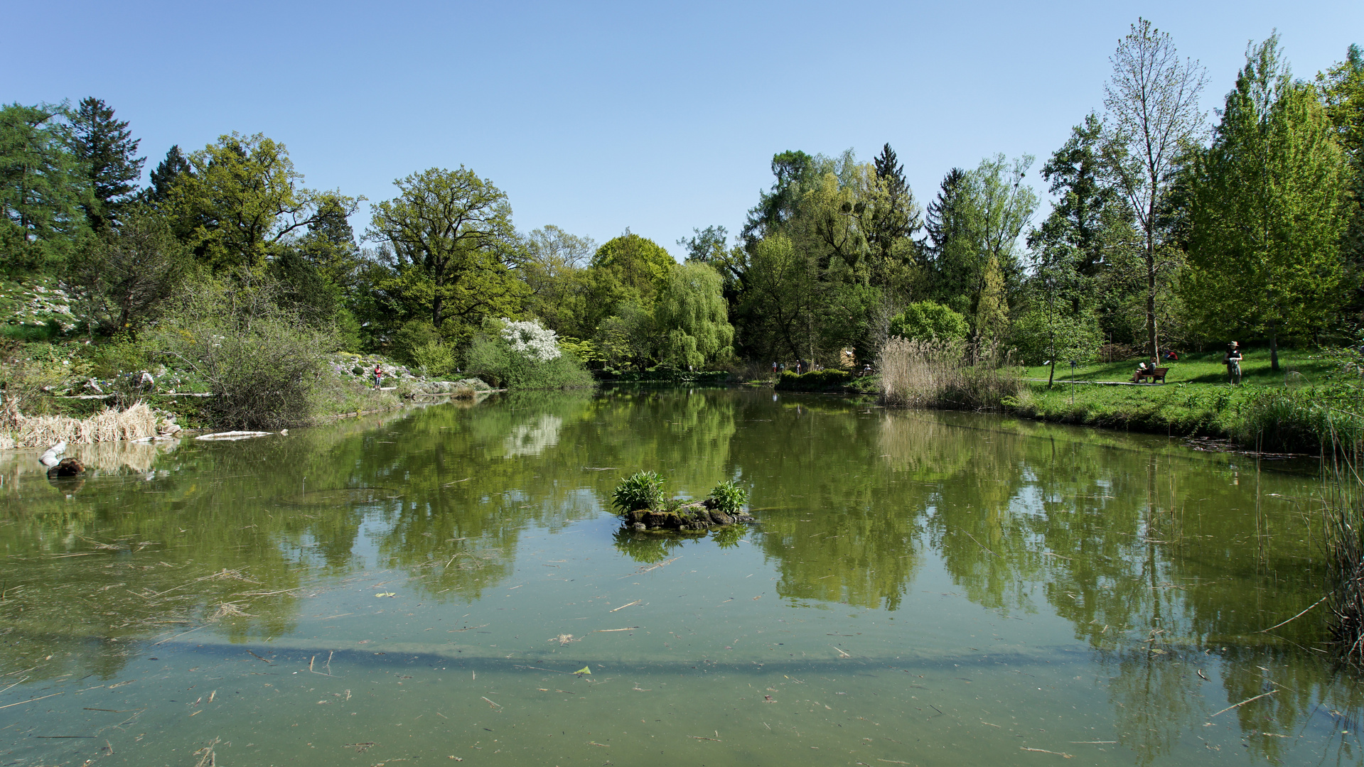 Blick über den großen Teich im Botanischen Garten