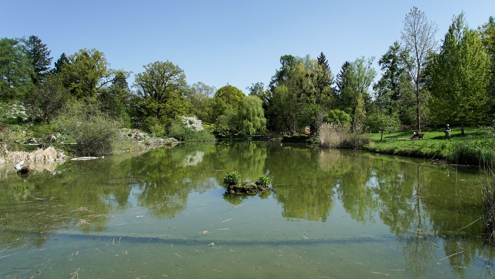 Blick über den großen Teich im Botanischen Garten Foto & Bild münchen