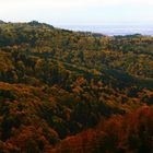 Blick über den Herbstwald