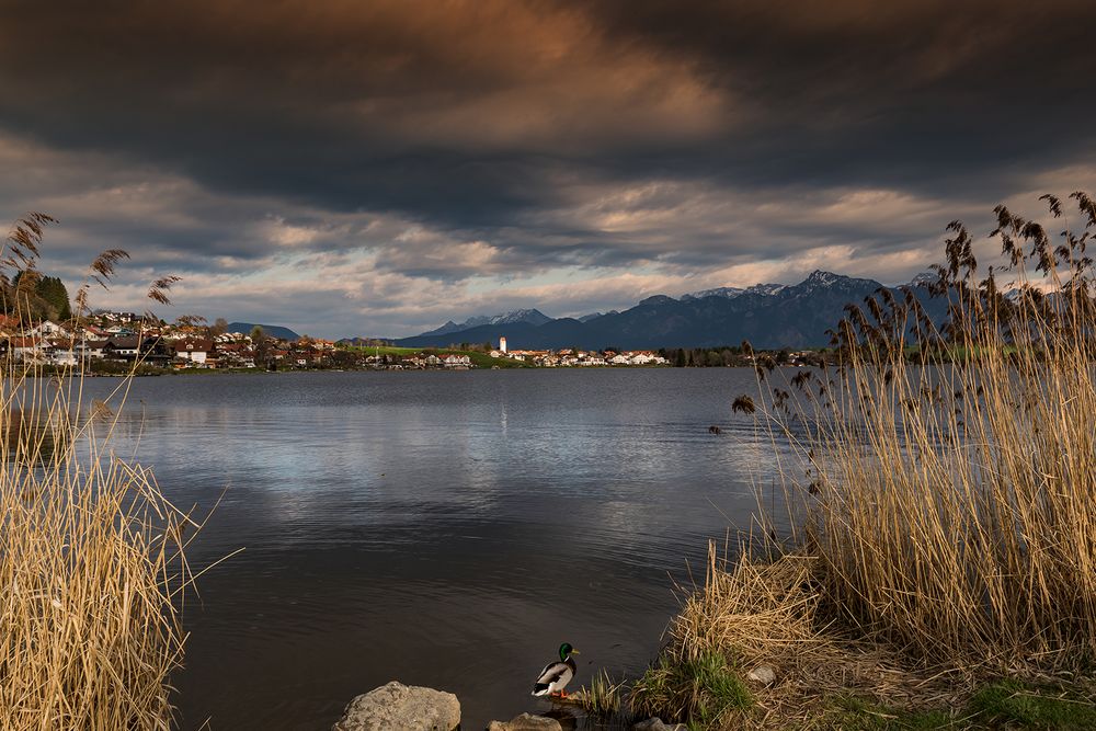 Blick über den Hopfensee oder Erpel sucht Frau 