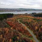 Blick über den Lärchenwald