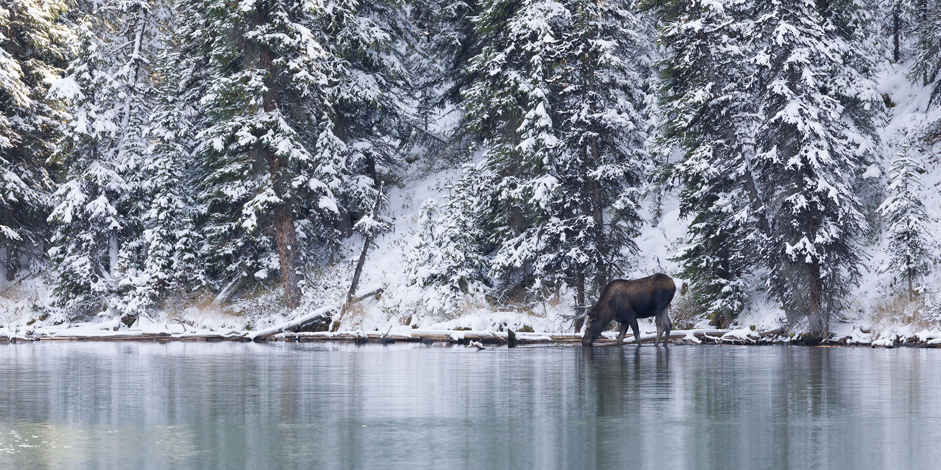 Blick über den Moose Lake