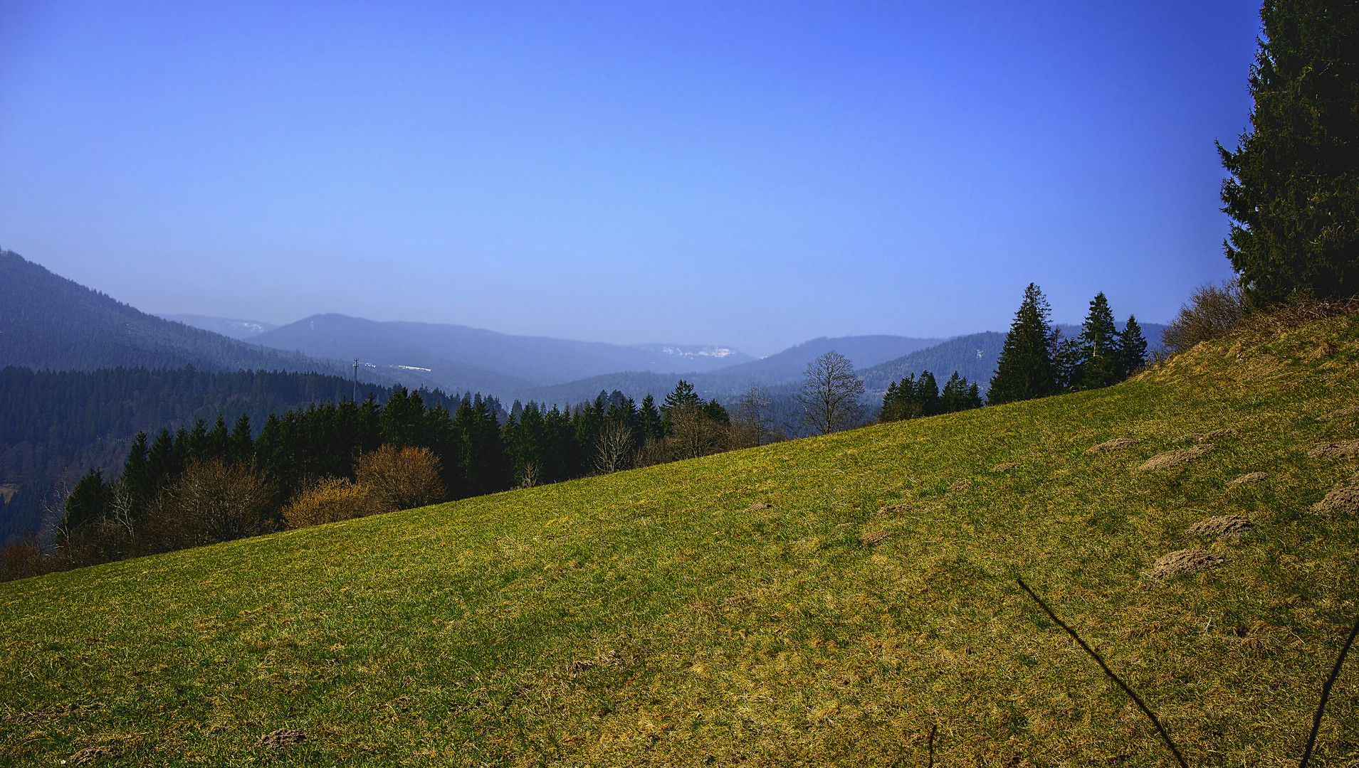 Blick über den Nationalpark Schwarzwald zur Hornisgrinde