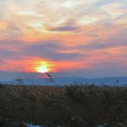 Blick über den Neusiedlersee zum Schneeberg