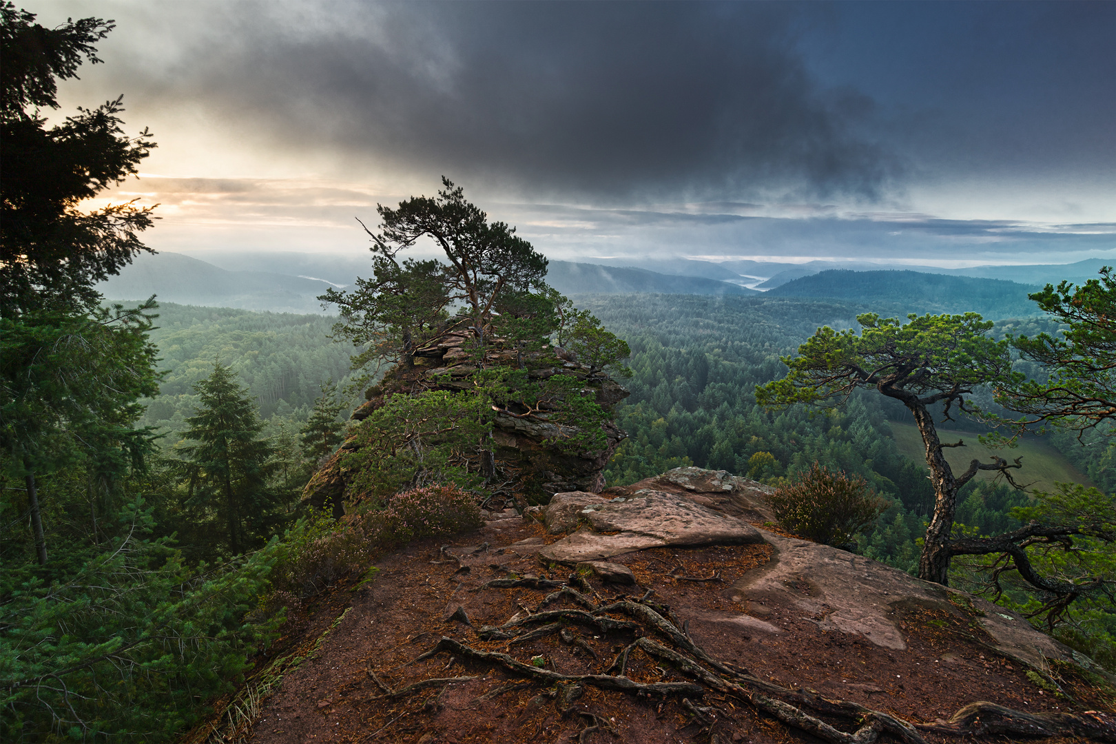 Blick über den Pfälzerwald