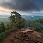 Blick über den Pfälzerwald