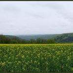 Blick über den Raps