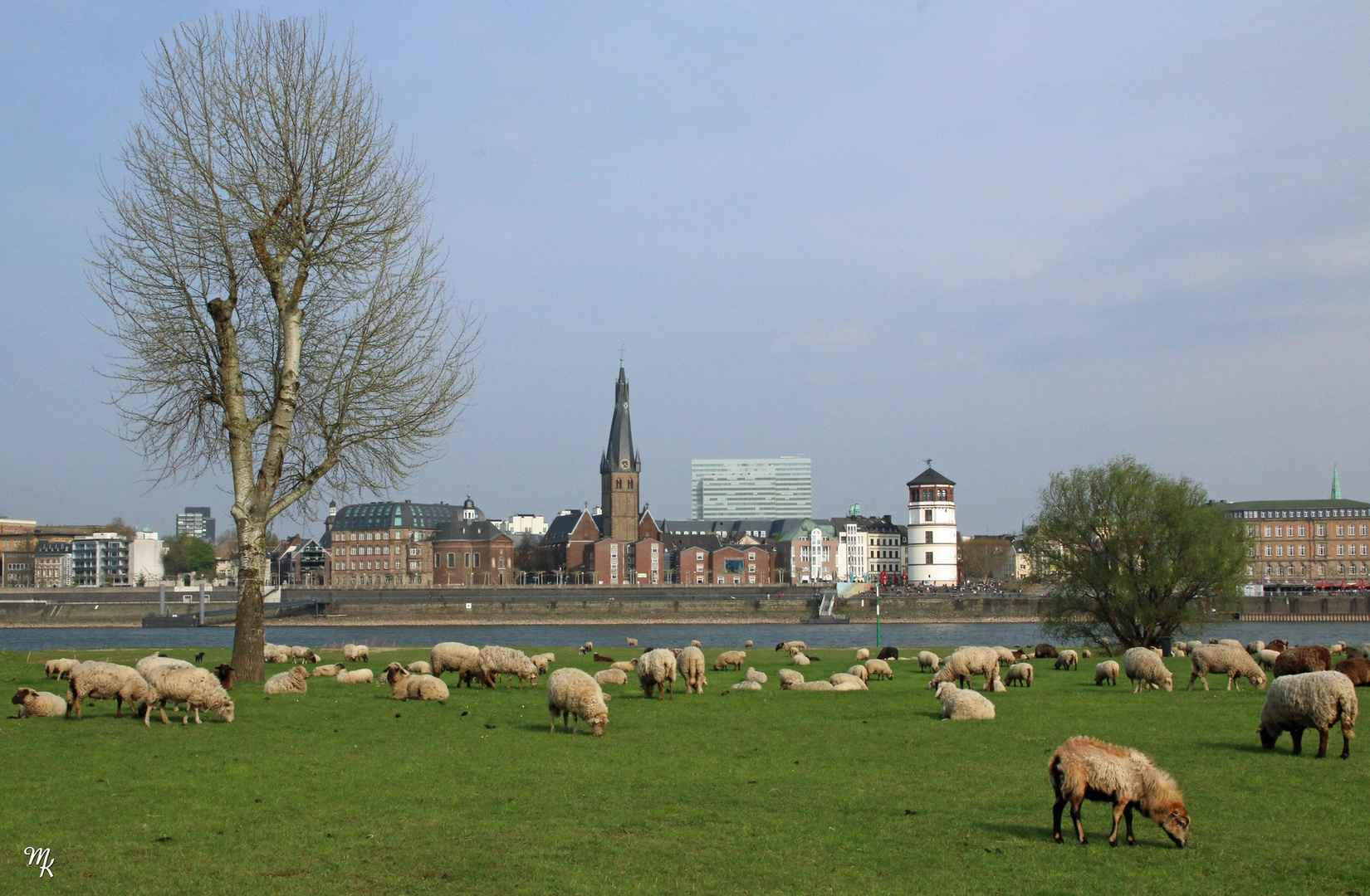 Blick über den Rhein ...