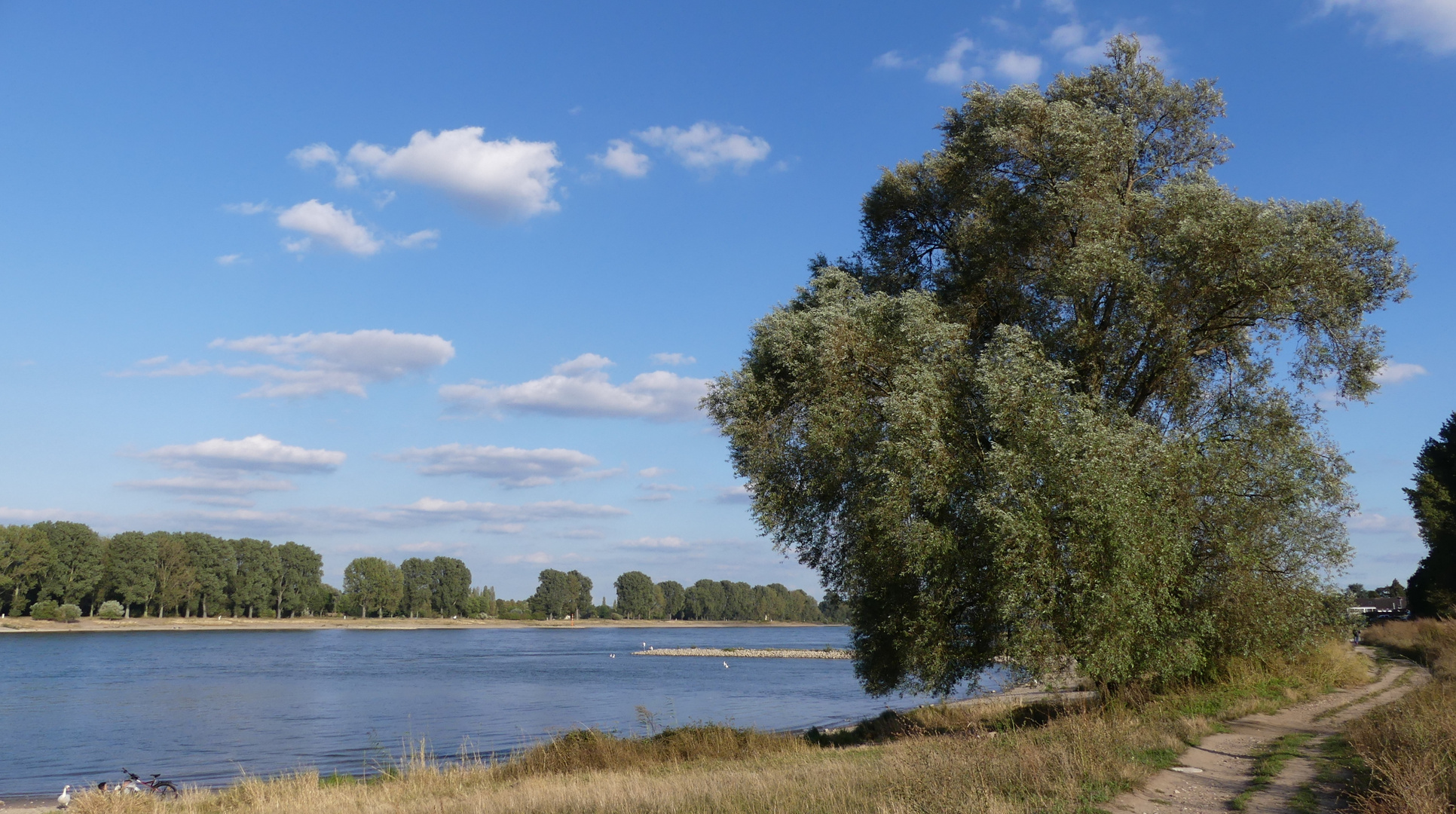 Blick über den Rhein nach Leverkusen-Hitdorf (2) 