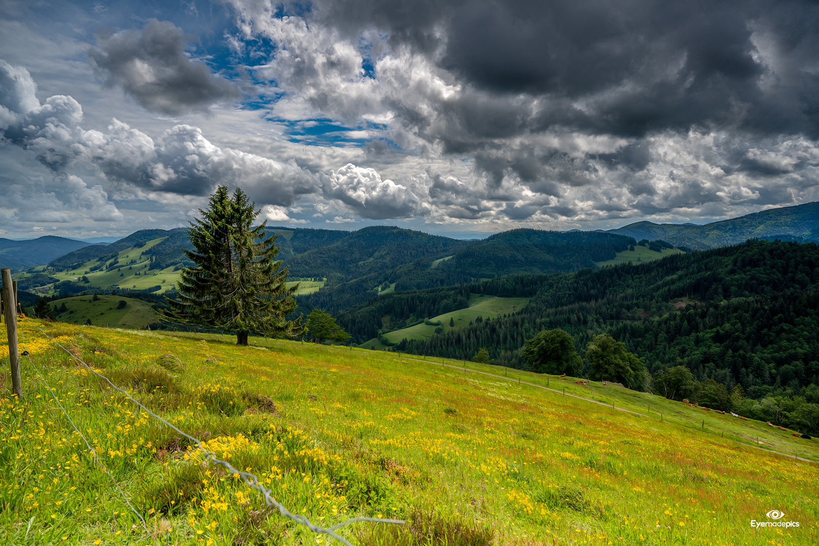 Blick über den Schwarzwald