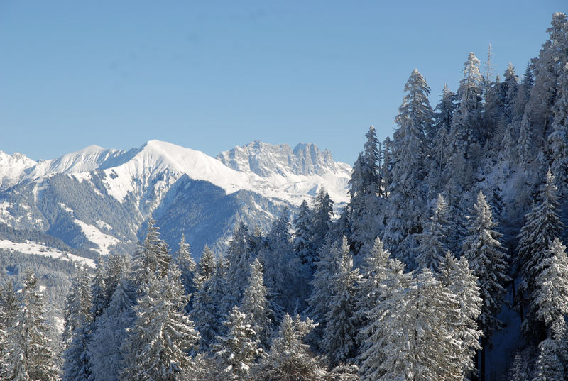 Blick über den Tannen ins Prättigau