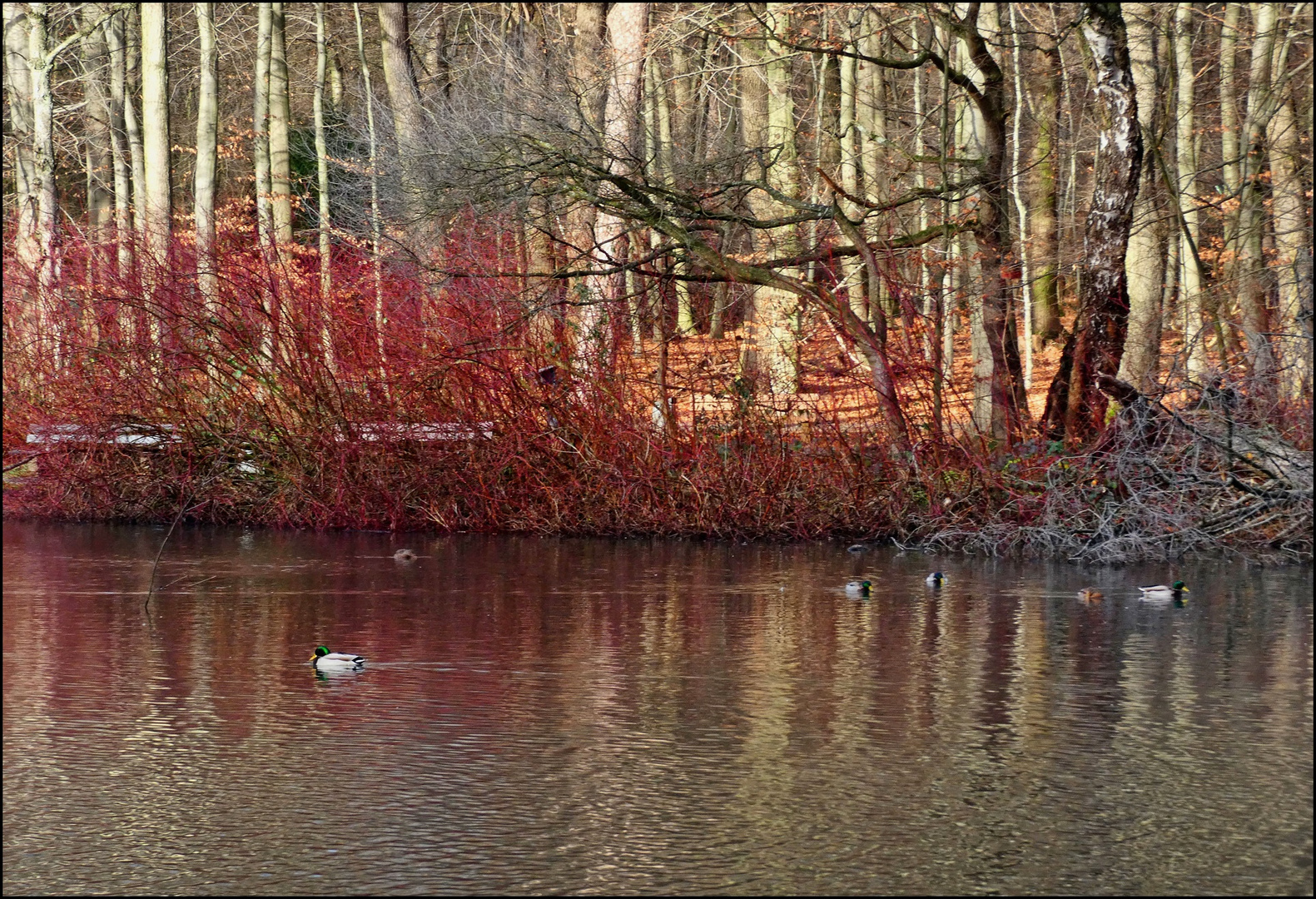 Blick über den Teich 