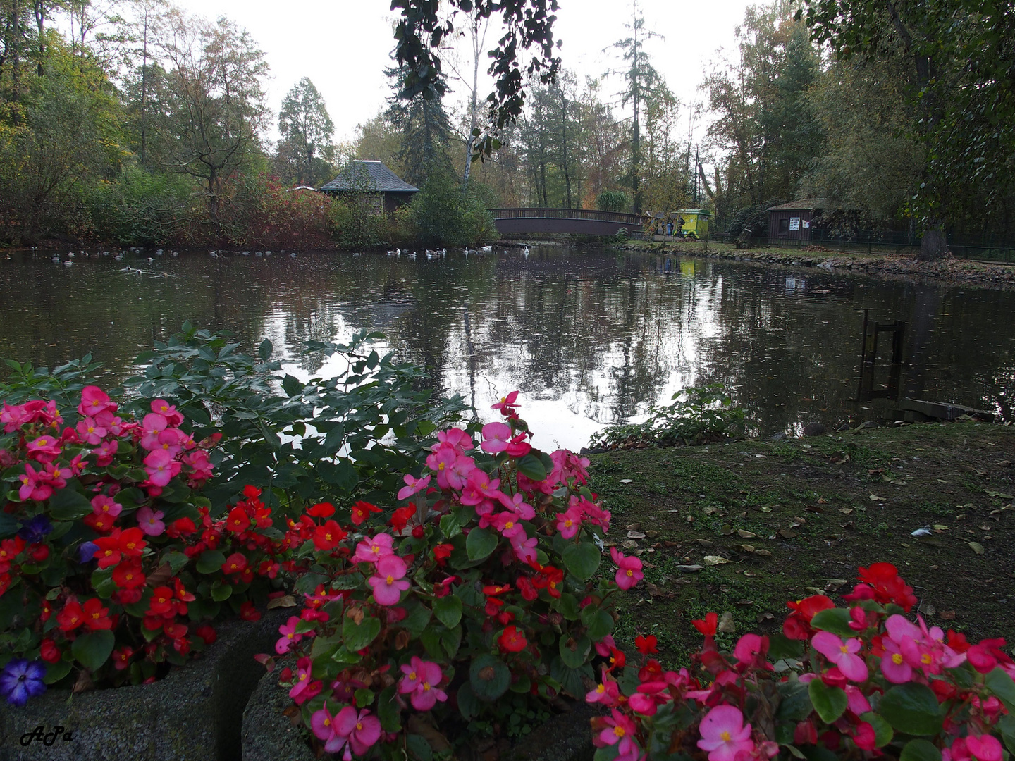 Blick über den Teich