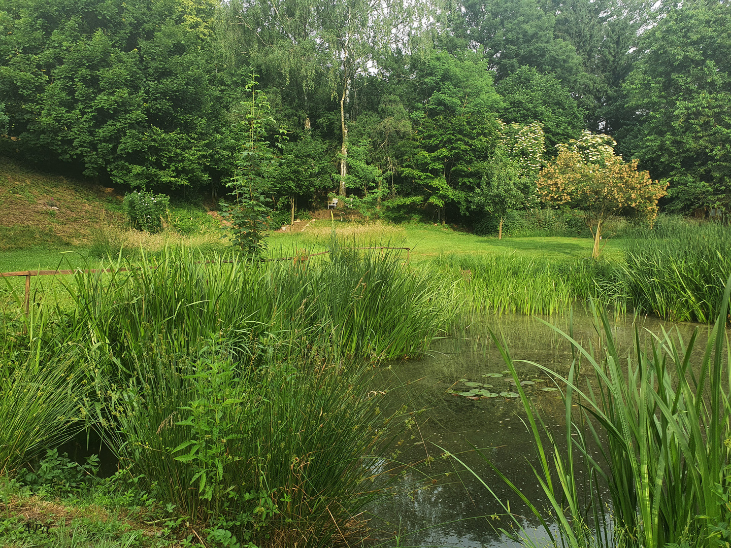 Blick über den Teich