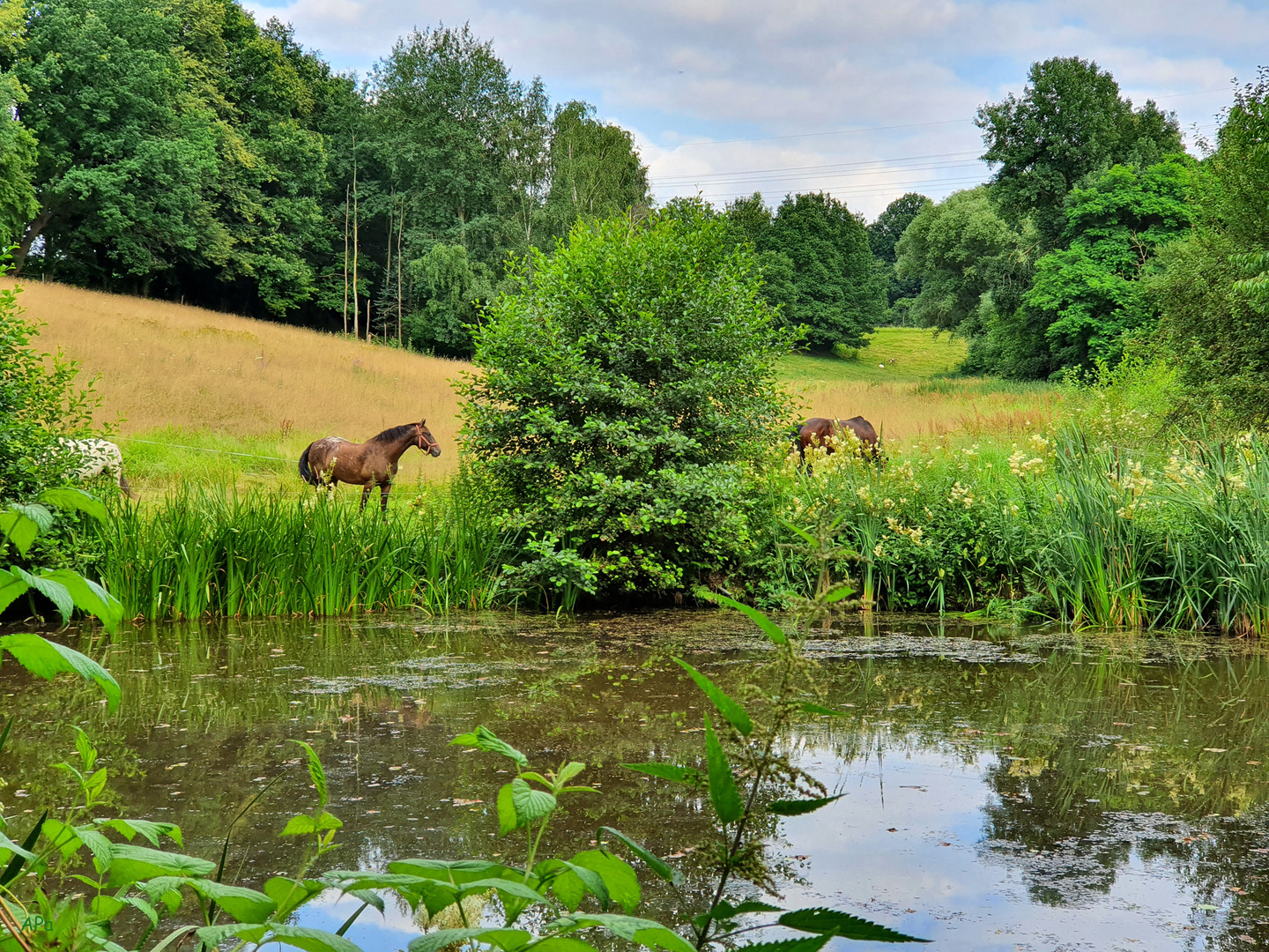 Blick über den Teich...