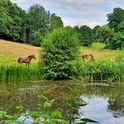 Blick über den Teich...