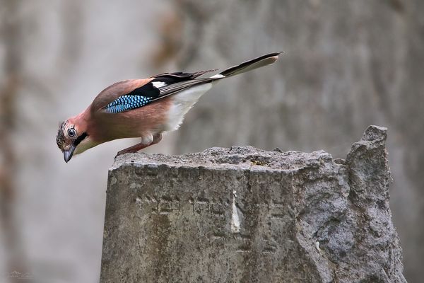 Blick über den Tellerrand